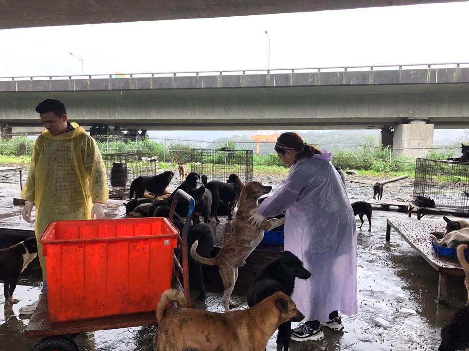 立委張麗善質疑,許多縣市收容所空間不夠,部分地區甚至沒有收容所,導致流浪狗沒辦法抓,抓了沒辦法收容。(網上圖片)