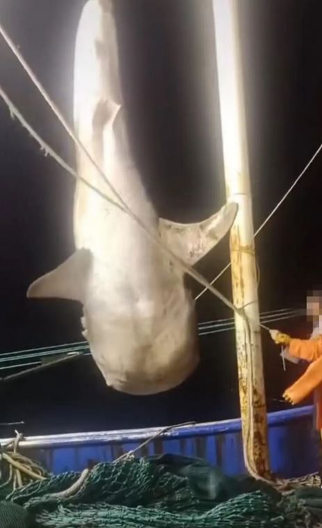 有動保人士估計，遭受虐打的鯨鯊即使放回海中，存活機會也不大。影片截圖