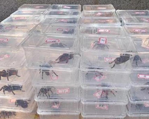 警方檢獲逾3000隻珍貴及瀕危動物,包括墨西哥紅尾捕鳥蛛等。網圖