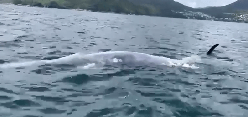 鲸鱼浮尸海面，肠脏也露出。影片截图