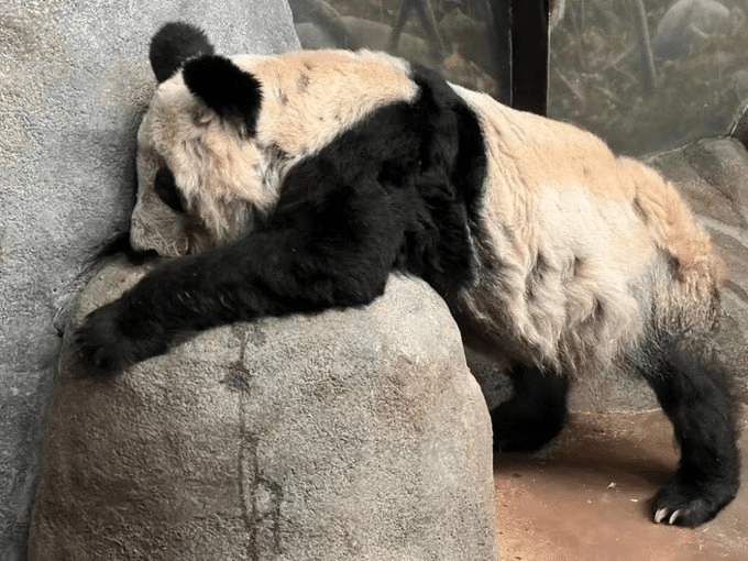 大熊猫「丫丫」健康情况让人担忧。