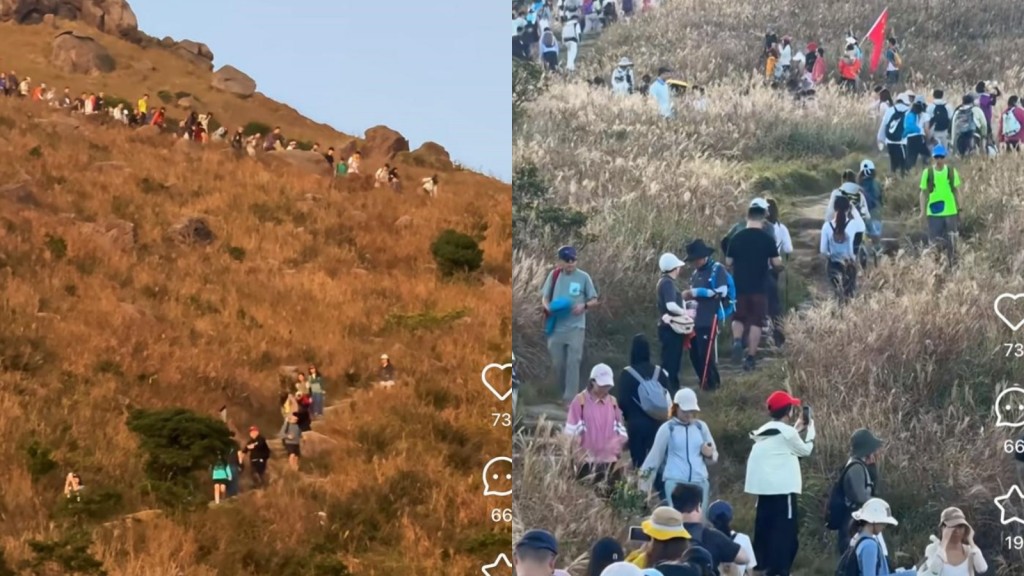 大东山逼爆｜芒草季节山上人头涌涌  渔护署 : 「飞越大屿」周末开跑  吁互让互谅。小红书截图