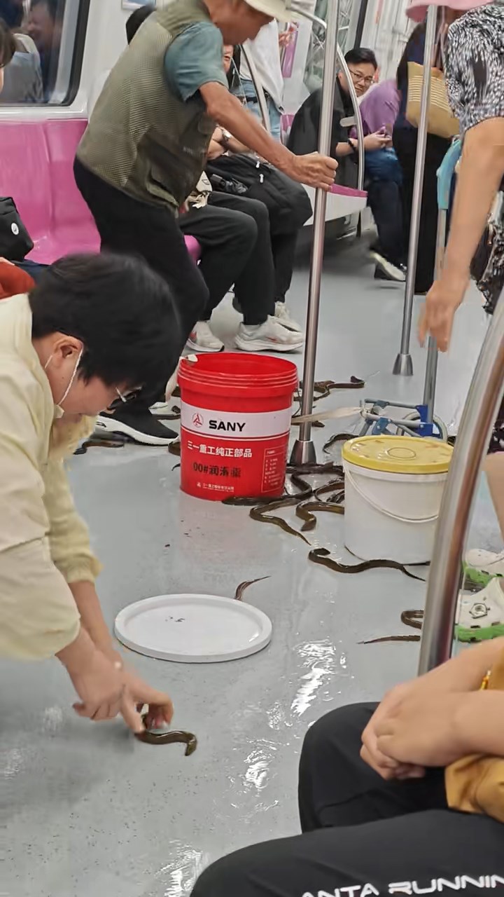 南京一名大叔意外將一桶載有黃鱔的膠桶翻倒。抖音@FIFO 南京一名大叔意外將一桶載有黃鱔的膠桶翻倒。抖音@FIFO