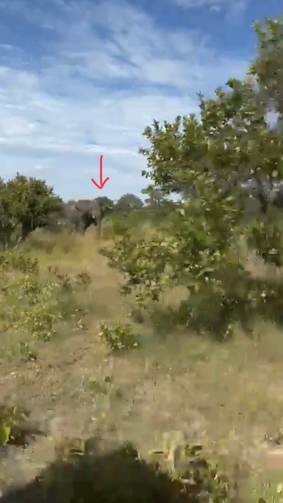 大象与越野车保持距离，但一直紧追。