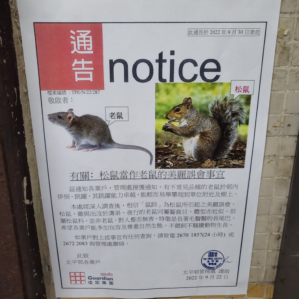 太平邨管理处早前发出一张通告，主题为「松鼠当作老鼠的美丽误会事宜」。fb「真‧上水粉岭人大联盟」图片