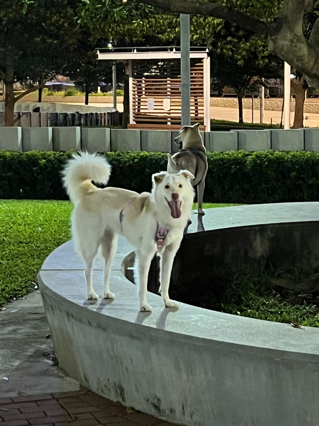 Maralyn常在晚上自己駕車到添馬公園內的寵物公園，讓愛犬Tomtom及Rosie在公園內玩耍。(受訪者提供)