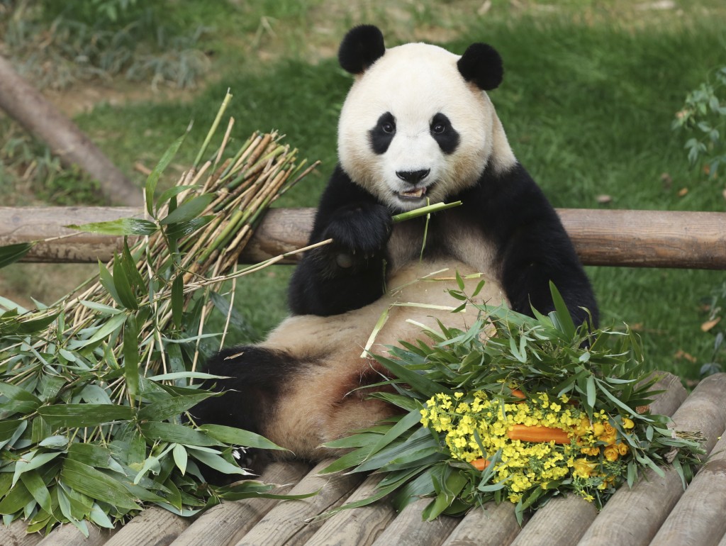 大熊猫「福宝」计划于4月初回国。（新华社）