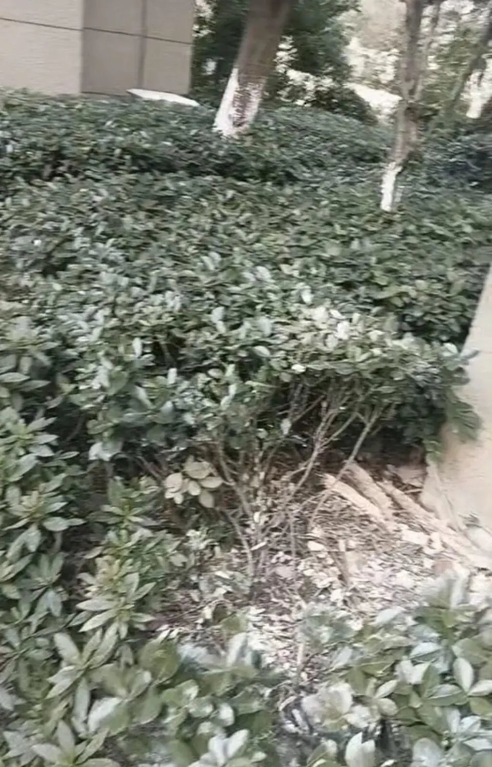 浙江20岁女孩被男友反锁，从18楼堕下经大树树干缓冲，再跌入草丛。