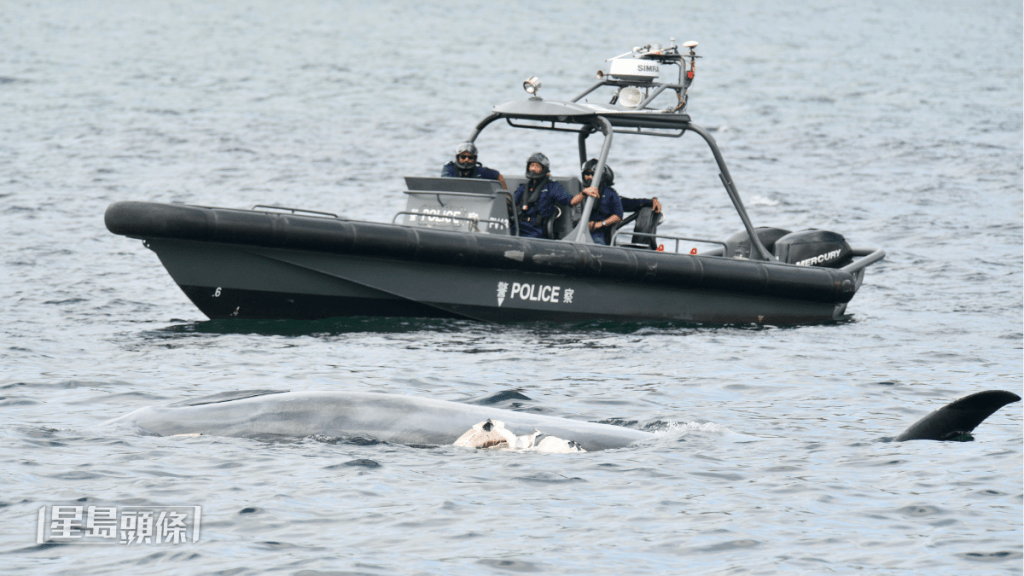 水警小艇多次靠近鯨魚屍體。盧江球攝