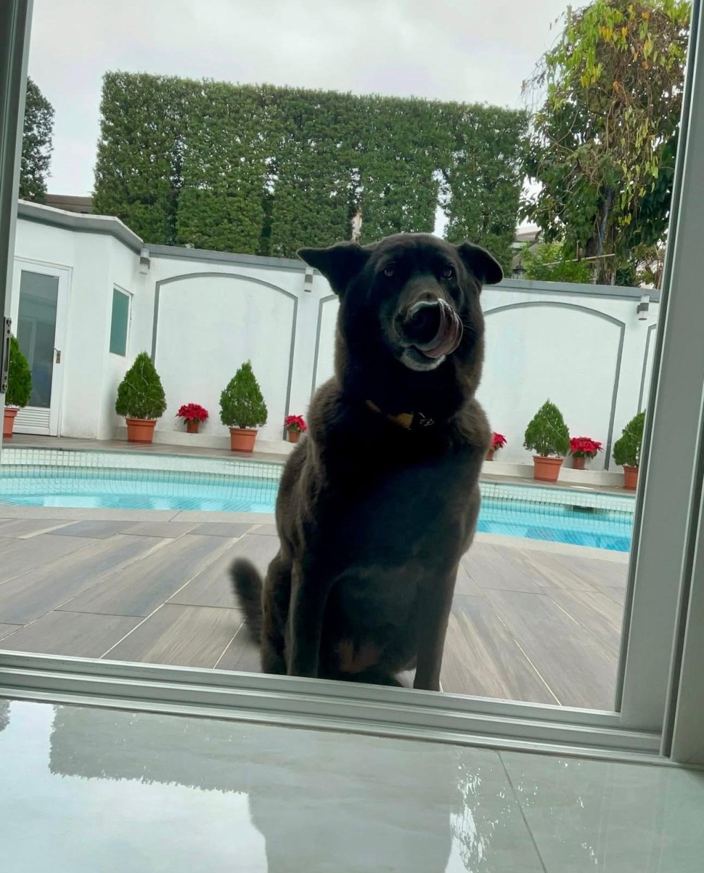 Benz雄離世兩個多月後，許惠菁昨日透露愛犬亦相繼離世。