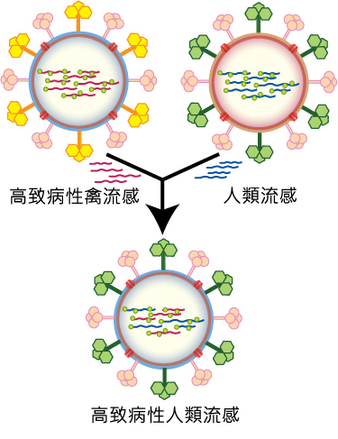 基因重配（reassortment）是一種屬於抗原轉變的機制。圖中展示了兩種不同的流感病毒株如何通過基因重配，產生出全新的病毒株。（圖片來源：維基百科）