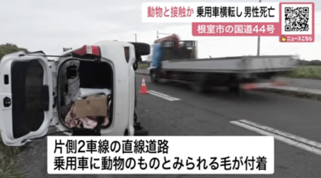 日本北海道“熊祸”未止，更疑导致罕见且致命的交通意外。