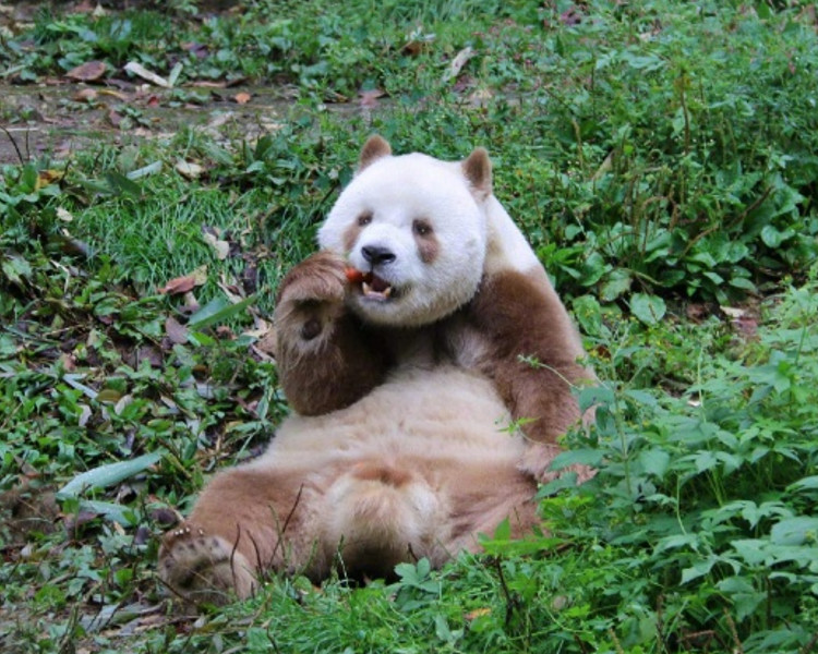 「七仔」更是目前全世界唯一能看到的棕色大熊貓活體。