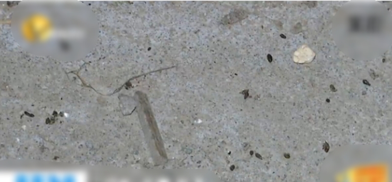 蝙蝠遺下的排泄物。網圖