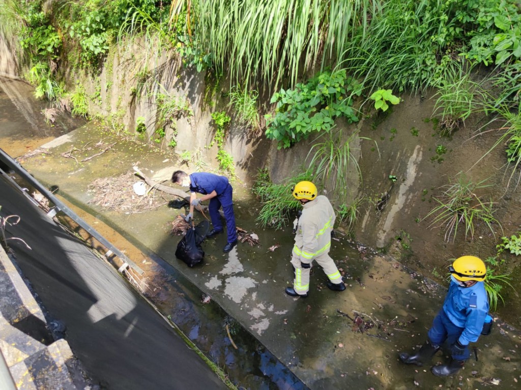 成功用網將箭豬捕捉。梁國峰攝