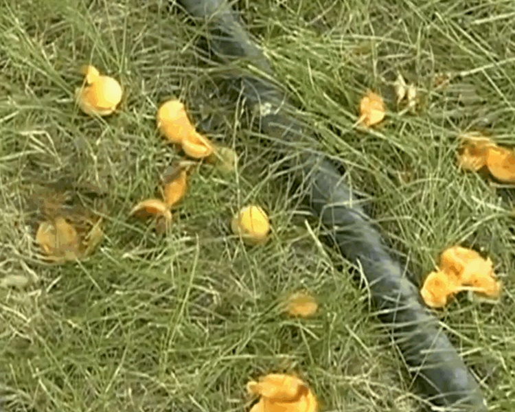 断枝和杏子被随意丢弃。网图