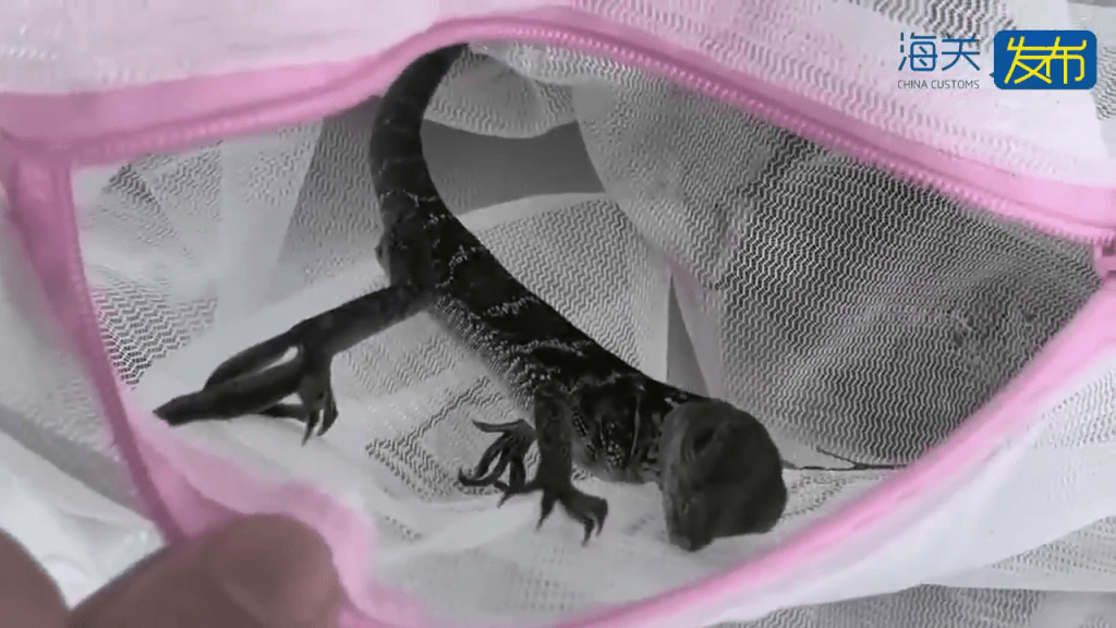 男子拱北口岸过关神色异常遭截查，关员检出50只活体蜥蜴。 