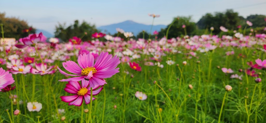 唯美的波斯菊花海。網民Sze Nga圖片