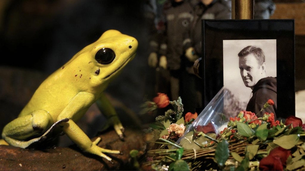 歐洲5國聯合聲明指納瓦爾尼死於箭毒蛙毒素依匹巴汀。維基/路透社