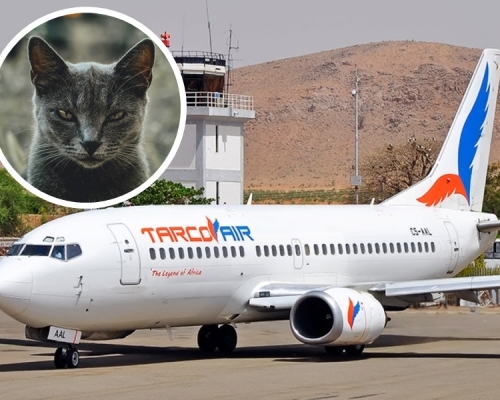 蘇丹有客機因小貓襲擊機師，導致緊急降落。網圖，Unsplash，示意圖
