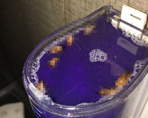 沐浴露內有多隻「小強」。連登圖片