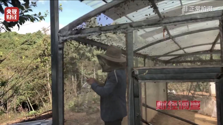 央視曝光濫養殺人蜂兜售牟利成風。