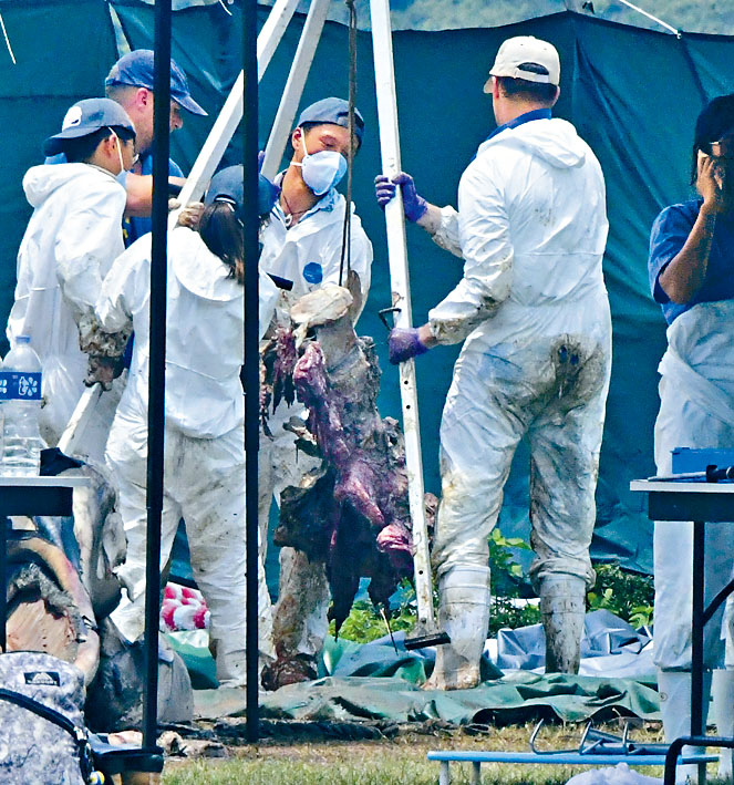 万宜水库西坝岸边搭起帐篷，采集鲸鱼新鲜内脏及血液等样本。