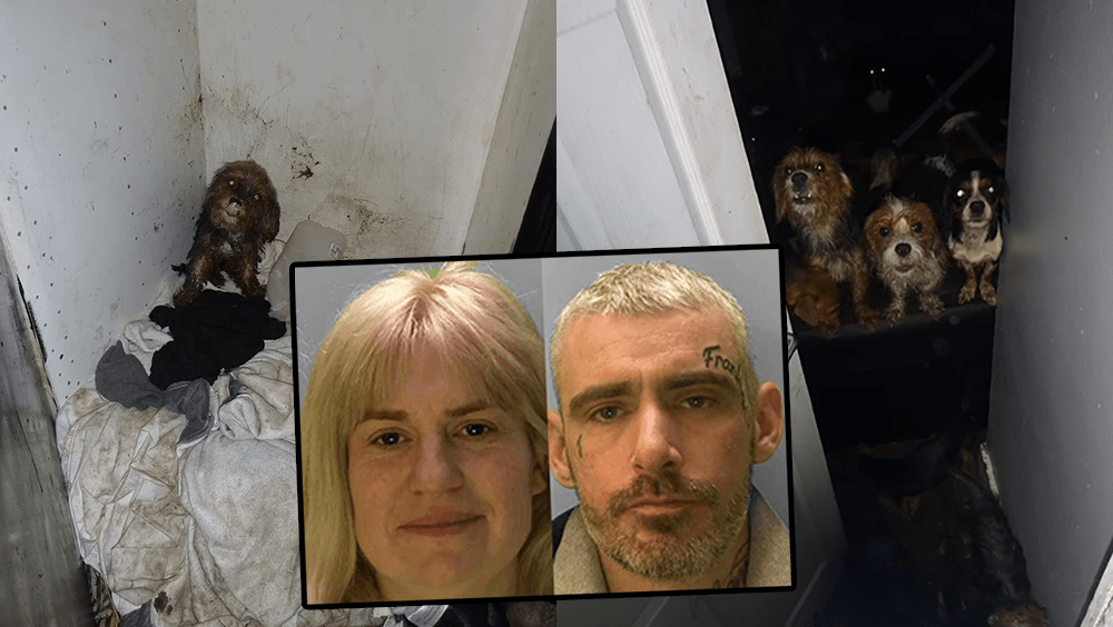 英父母月領6.3萬福利金,卻讓7幼子與36活死狗混居,滿身人犬屎尿。