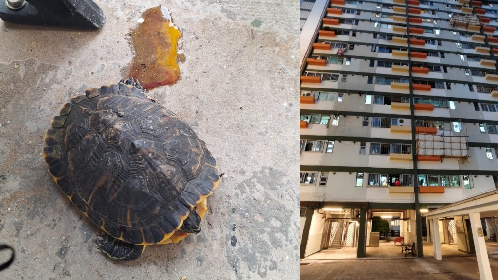 祖堯邨龜隻疑墮斃 警方追查