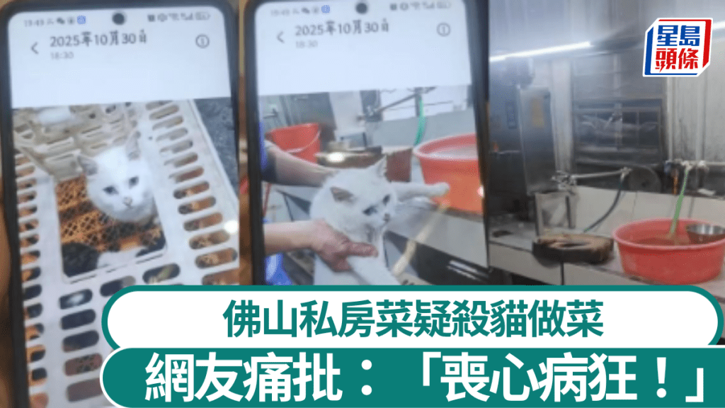 佛山1家私房菜懷疑宰殺活貓做菜。紅星新聞