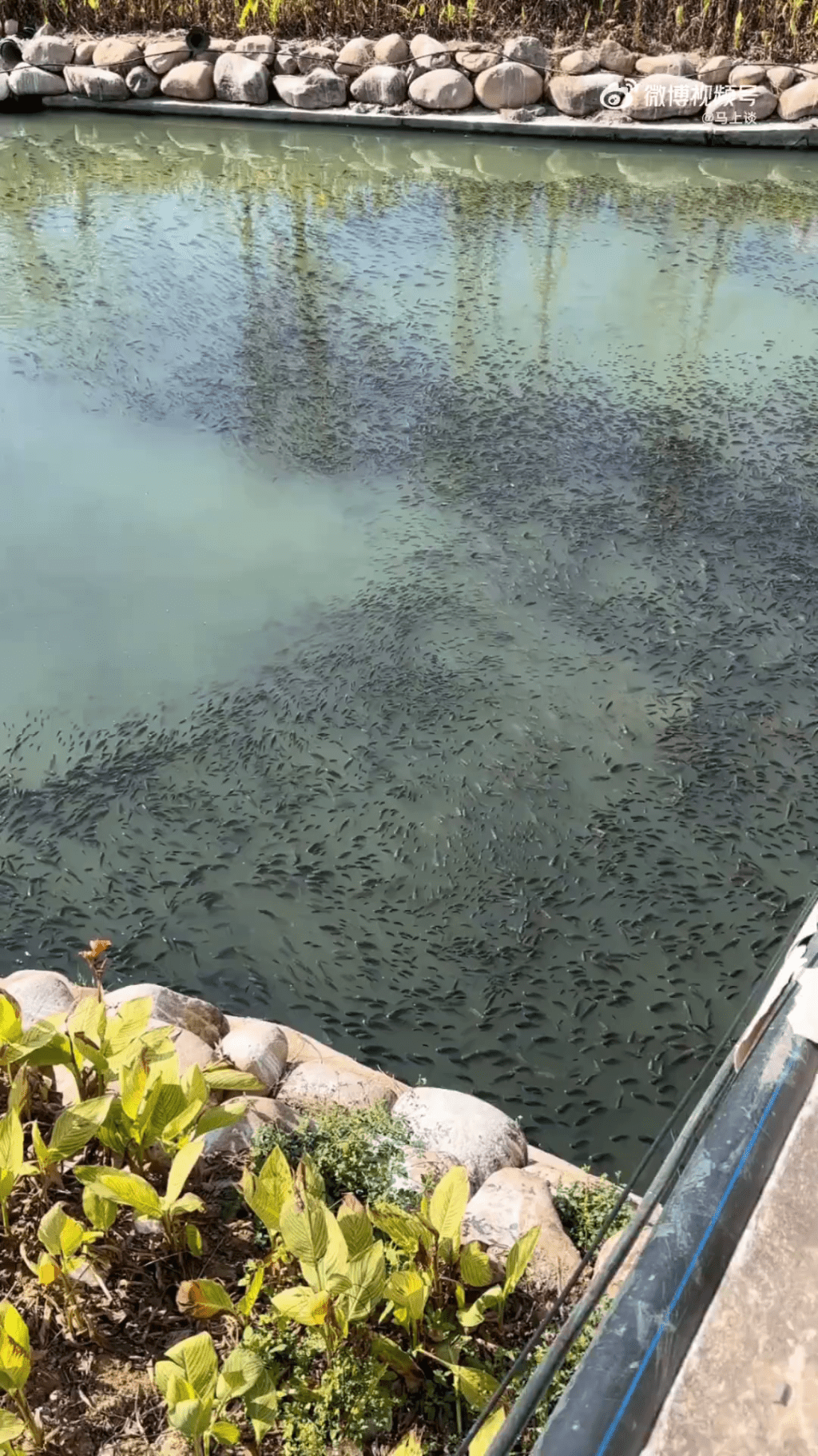 溫州一河面密密麻麻佈滿羅非魚。
