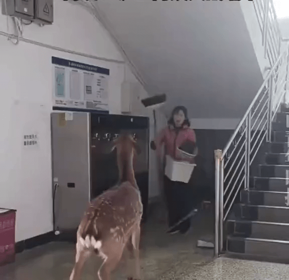 梅花鹿溜進女生宿舍,宿管阿姨手持掃把驅趕。 梅花鹿溜進女生宿舍,宿管阿姨手持掃把驅趕。