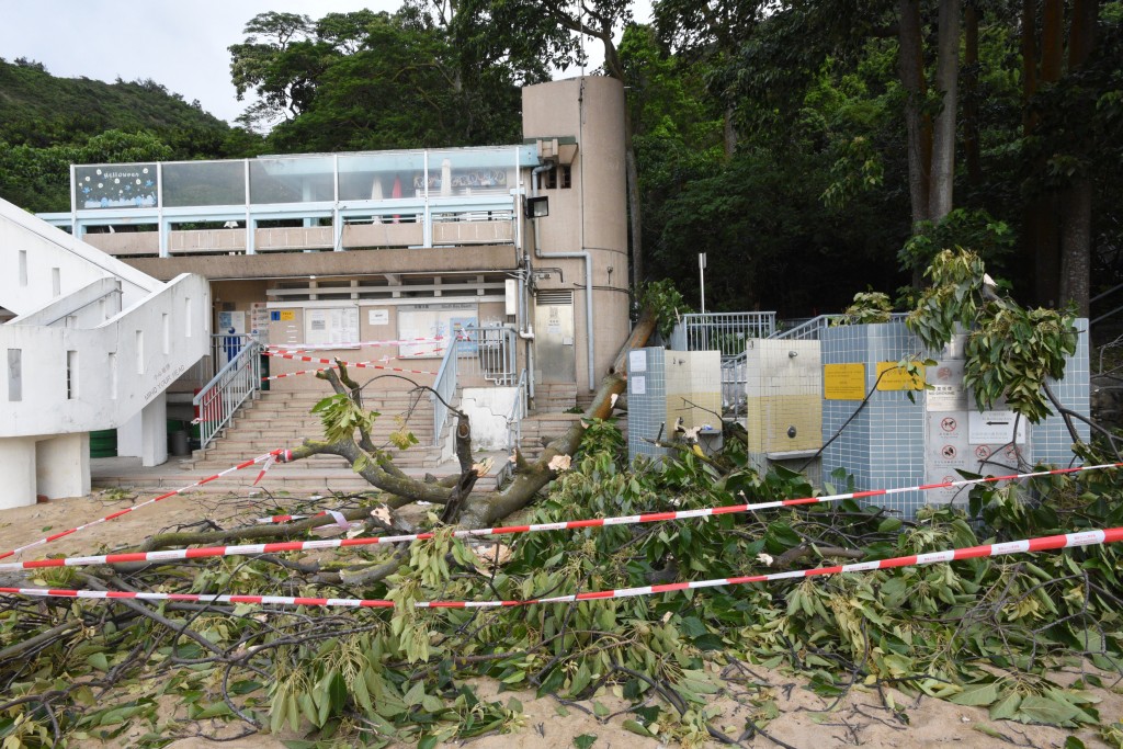 现场为南湾泳滩，一棵20米高大树突然塌下。