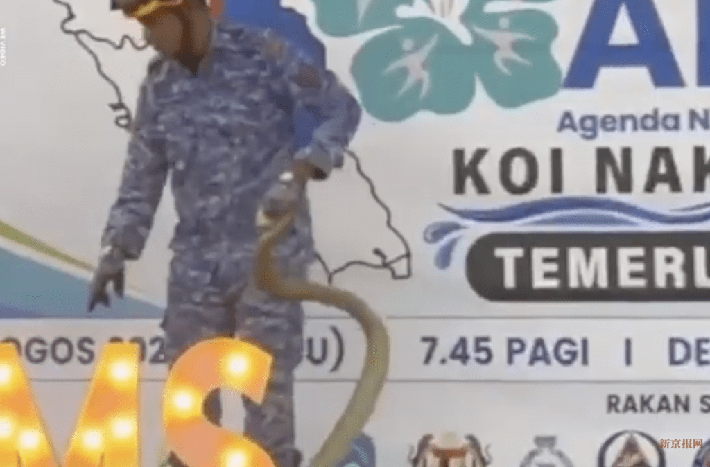 莫哈末慕阿占不慎遭一條劇毒的眼鏡王蛇咬傷右手中指。