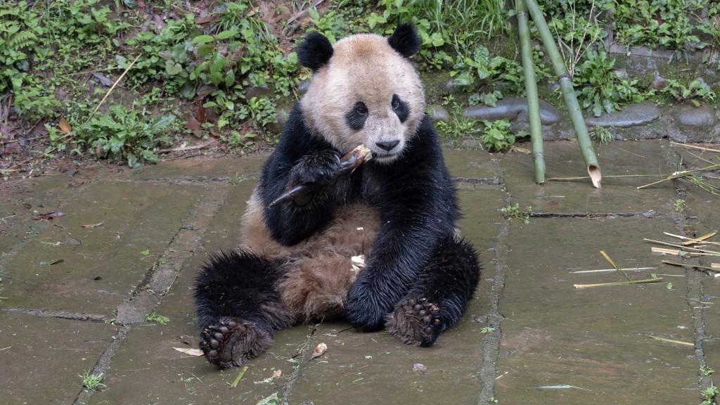 在中國大熊貓保護研究中心雅安碧峰峽基地拍攝的大熊貓「雲川」。 新華社