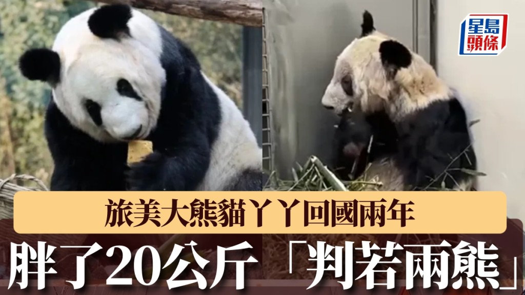 旅美大熊猫丫丫回国两年，胖了20公斤「判若两熊」。