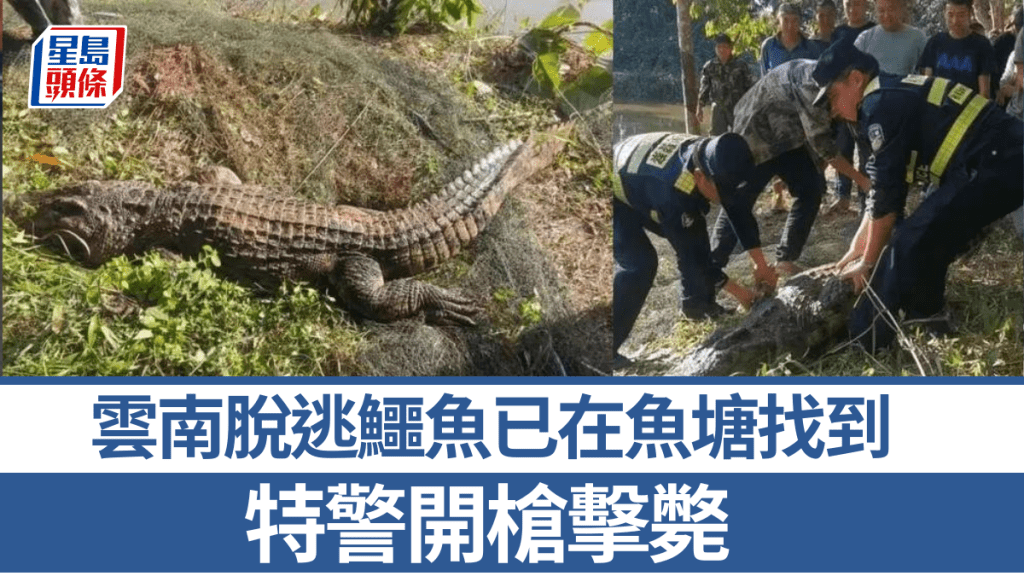 雲南3米長巨鱷咬破鐵籠「越獄」，特警安全為首開槍擊斃。