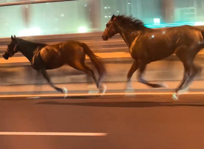 2匹熱血小馬在國慶日晚上玩轉蘇州鬧市。抖音