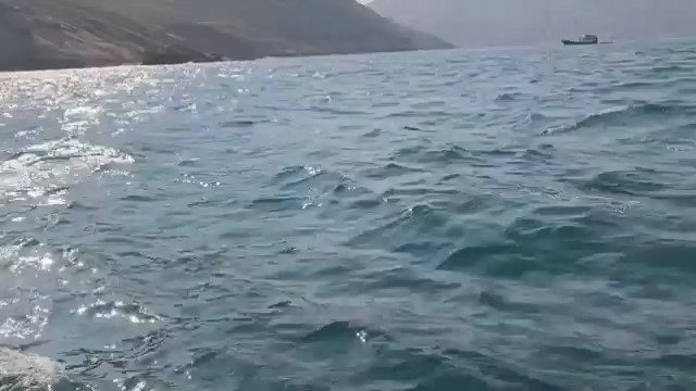 海豚返回大海後立即游走。網上片段截圖