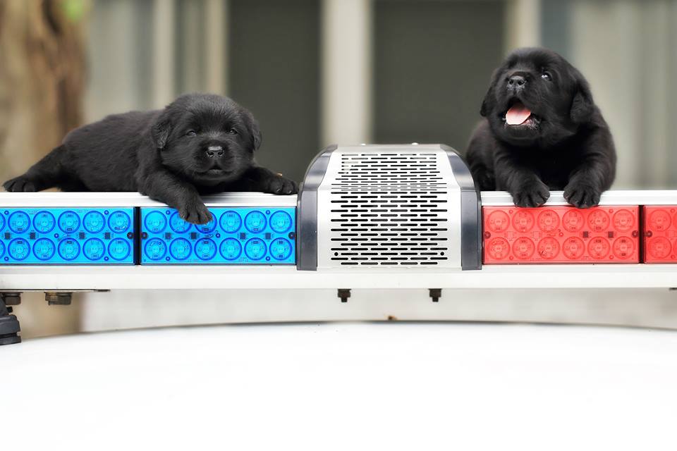 小萌犬面對鏡頭還有點害羞。網圖