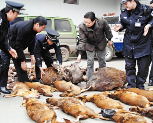 多地近來嚴查野生動物販賣案，部分省市出台禁止濫食和交易野生動物的地方法規。圖為一批被查獲的野生動物。資料圖片
