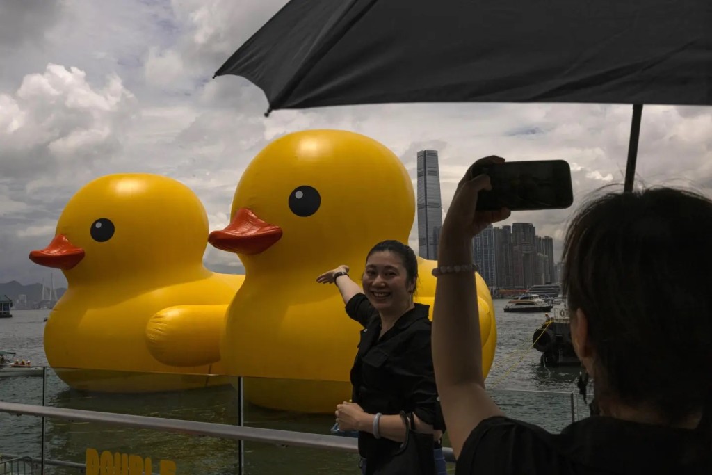 「大黃鴨」今年也曾來港，明天（20日）起會在深圳灣現身。美聯社