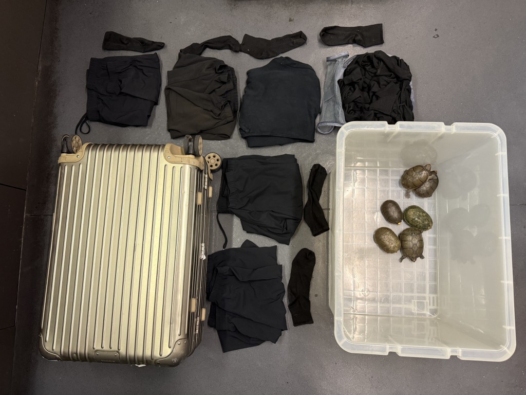 漁護署聯同海關在香港國際機場偵破一宗瀕危物種案件,檢取6隻極度瀕危的瓦拉塔泥龜,估計市值逾120萬元。 漁護署聯同海關在香港國際機場偵破一宗瀕危物種案件,檢取6隻極度瀕危的瓦拉塔泥龜,估計市值逾120萬元。