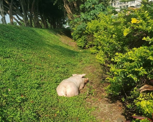 有民眾在公路旁發現一隻肥白豬。網圖