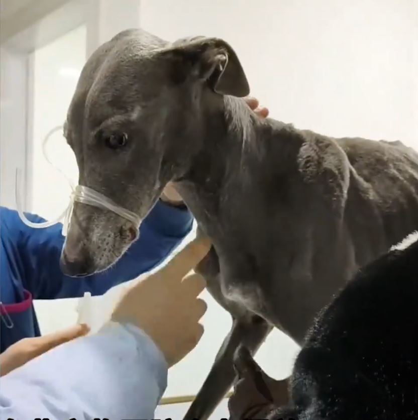 格力犬擁有萬能血成為移動的寵物血庫。抖音＠哈基米紀錄片