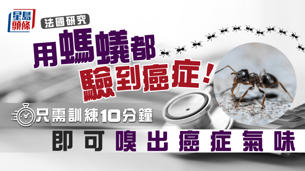 螞蟻靠聞尿味可分辨癌症,研究證訓練10分鐘即可檢測癌症症狀。