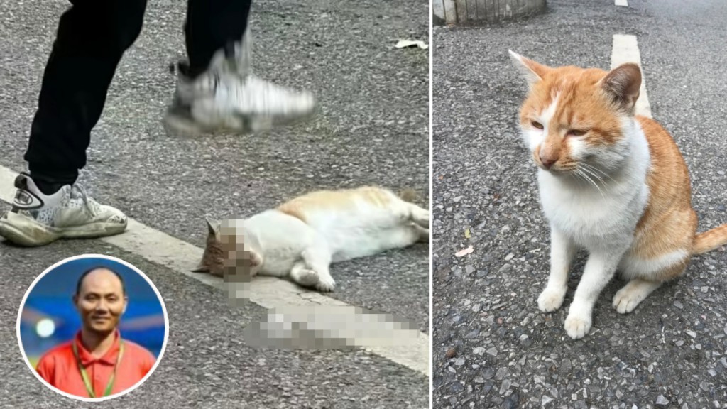 網上流傳涉案體育老師踩死貓咪的影片。微博@一直刷到音符變抖