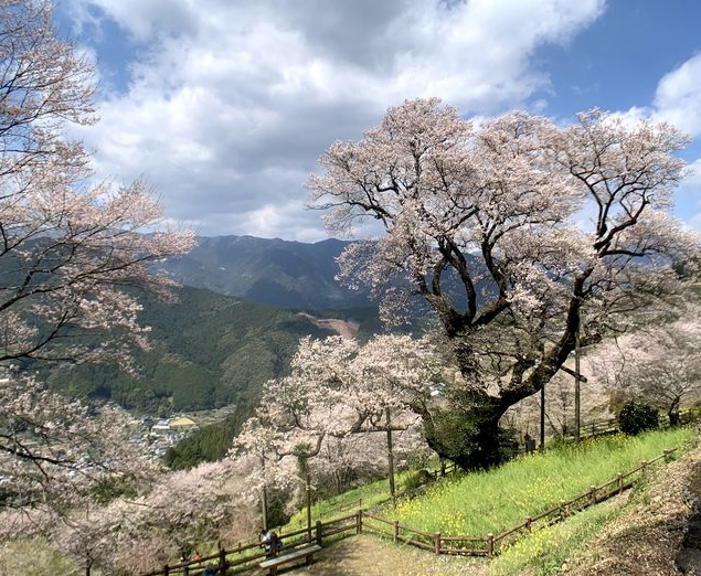 高智縣的櫻花。　travelrich.com