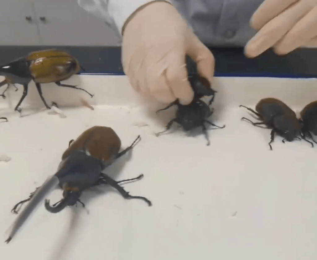 查获的活体甲虫最长的约为16厘米。