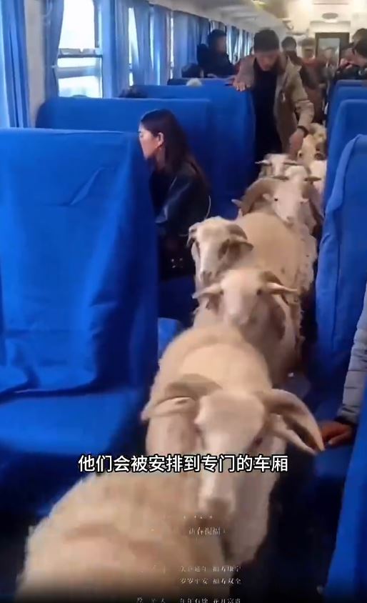 涼山彝族的公益列車設有牲畜專用車廂。微博@一隻獵奇的狗